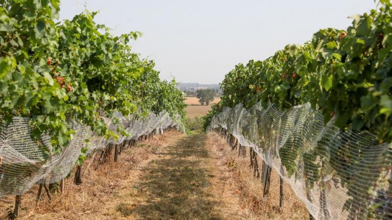 Szőlő aranyszínű sárgaság: már 25 vasi településen bevezették a zárlatot.