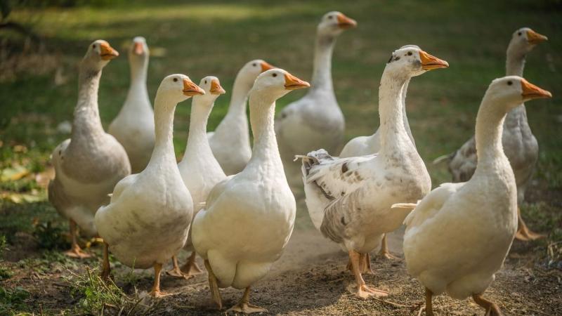 Fedezd fel a november varázslatos világát, ahol a népszokások, régi hiedelmek és titokzatos jóslatok találkoznak! Készen állsz, hogy próbára tedd a tudásodat? Merülj el a hagyományok tengerében, és ismerd meg, milyen érdekességek rejlenek ebben a különleg
