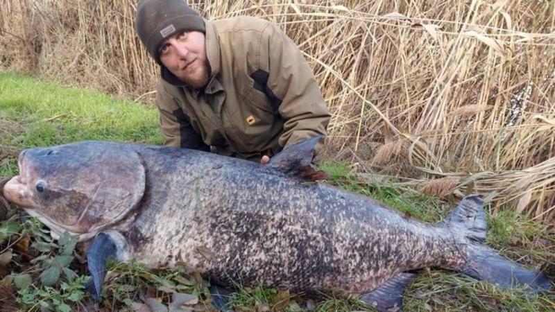 Paksnál egy szokatlan és ritka halat sikerült kifogni a Dunából, amely valódi különlegességnek számít a helyi vízi élővilágban.