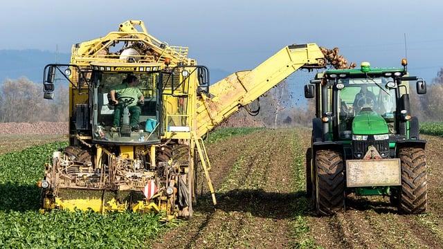 Egyre növekvő érdeklődés övezi hazánkban a cukorrépa termesztését - Agrotrend