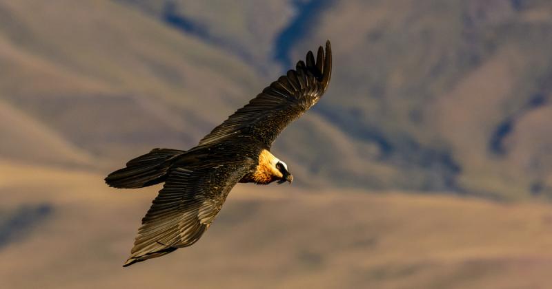 Több mint 650 éves cipők és fegyverek bukkantak fel egy madárfészek rejtélyes mélyén.