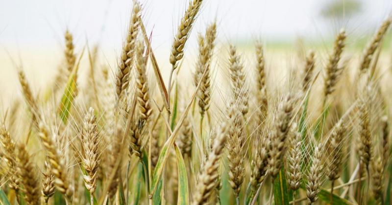 Hatalmas magyar áttörés: megérkezett az aszálytűrő búza!